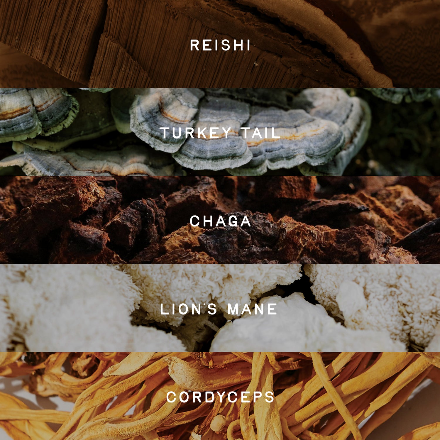 5 Mushroom Blend